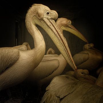 Pelicans by Juliën van de Hoef
