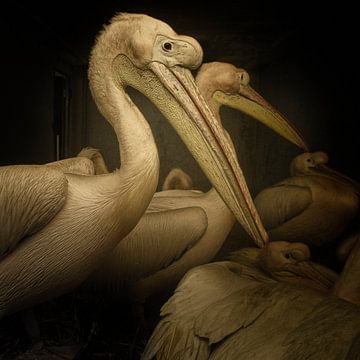 Pelicans