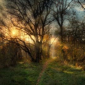 Les secrets de la forêt sur Vladyslav Durniev
