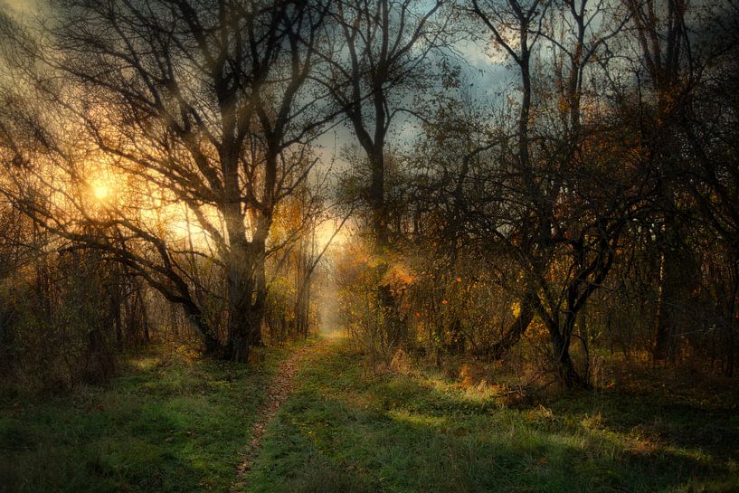 The secrets of the forest by Vladyslav Durniev