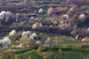 Un beau printemps ! sur René Pronk