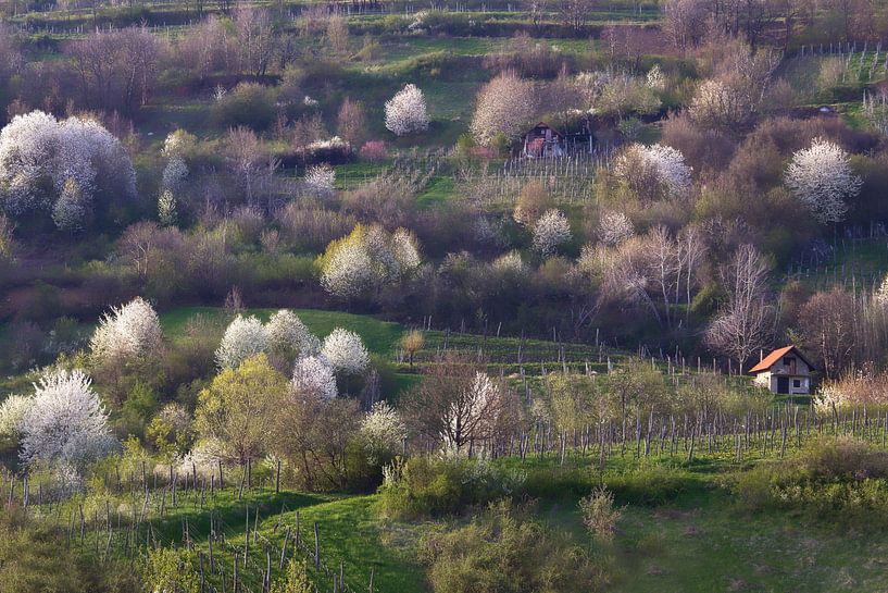 Schöner Frühling! von René Pronk