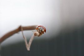 Teufelskerl von Eveline De Brabandere