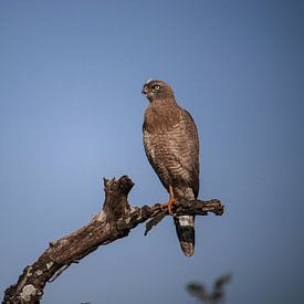 Roofvogel van Niels pothof