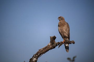 Roofvogel van Niels pothof