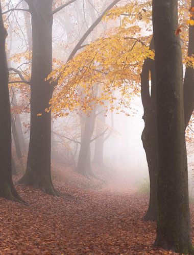 journée brumeuse dans la forêt de la voûte