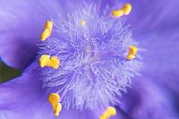 Eendagsbloem
