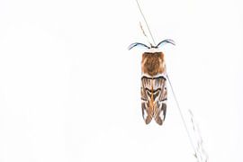 Seltener geflammter Schmetterling von Danny Slijfer Natuurfotografie