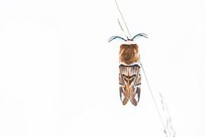Zeldzame gevlamde vlinder van Danny Slijfer Natuurfotografie