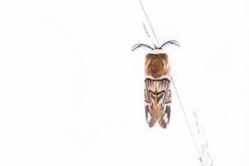 Seltener geflammter Schmetterling von Danny Slijfer Natuurfotografie