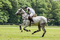 Polo competition in Belgium by Hamperium Photography thumbnail