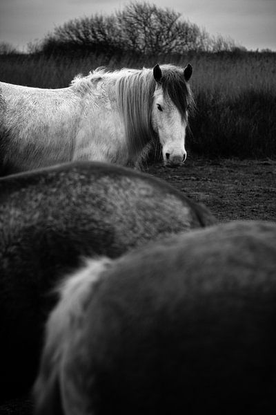 Pferde in Schiermonnikoog I von Luis Boullosa