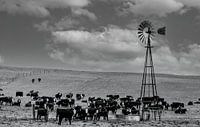 Kudde runderen met een windturbinepomp in een weiland in Wyoming/USA.