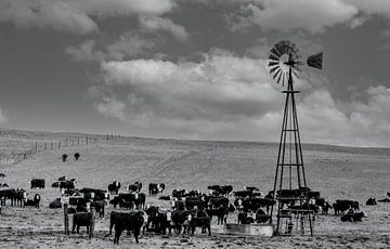 Rinderherde mit einer Windturbinenpumpe auf einer Weide in Wyoming/USA. von Gerwin Schadl