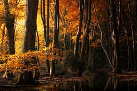 A Warm Welcome (Dutch Autumn Forest)