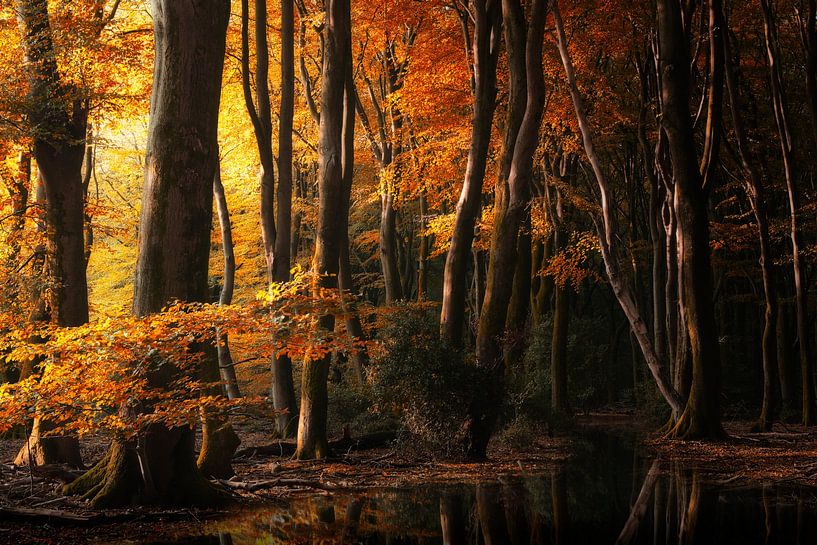 Un accueil chaleureux (Forêt d'automne néerlandaise) par Kees van Dongen