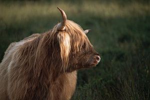 Schottischer Highlander im goldenen Sonnenlicht - Drents-Friese Wold