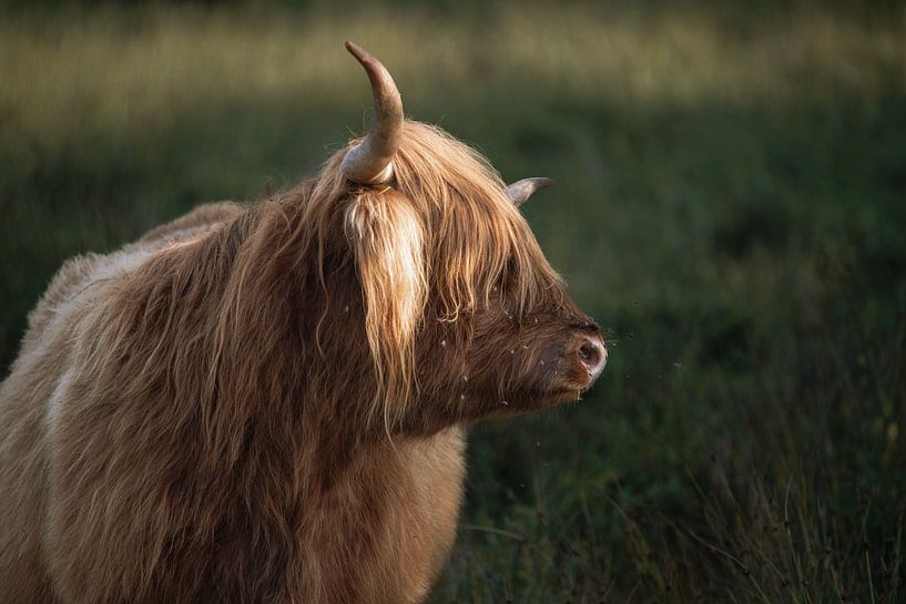 Schottischer Highlander im goldenen Sonnenlicht - Drents-Friese Wold von Jan Jongejan
