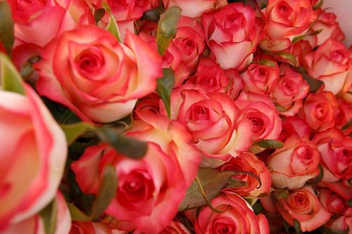 des roses tout juste cueillies