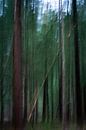 Abstracte naaldbomen van fotomeisjeuitbrabant thumbnail