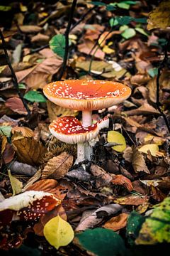 Sur un champignon rouge sur Greet Thijs