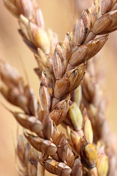 Compositie van aren by Rob Hendriks