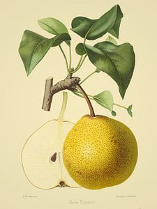 Birne Seigneur d'Esperen - Antike Illustration