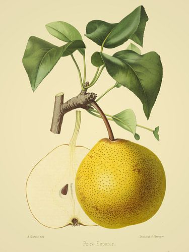 Peer Seigneur d'Esperen - Historische illustratie