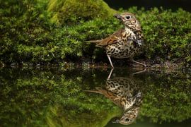 Portrait of a Song Thrush by Ronald Pol