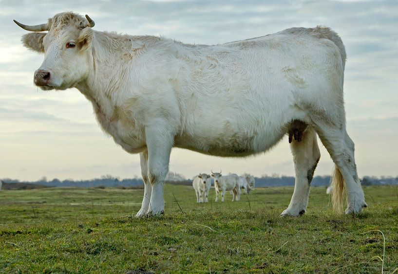Witte stier van Anjo Kan