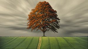 Arbre d'automne sous un ciel dramatique