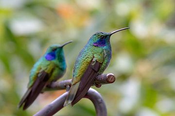 Kolibri by Merijn Loch