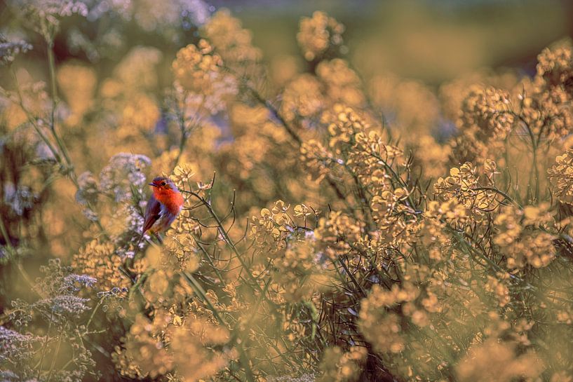 Redbreast in the Rape Seed by Brian Morgan