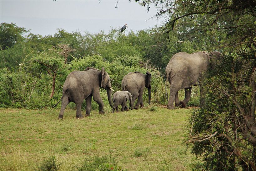 Elefantenfamilie von Marije Zwart