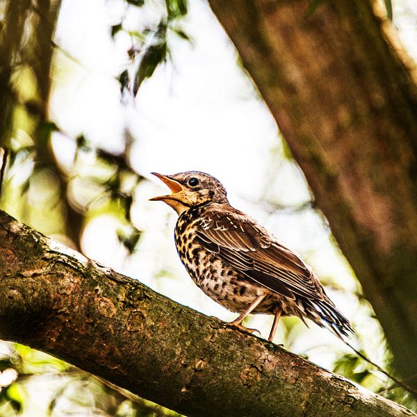 Zanglijster von Harrie Muis