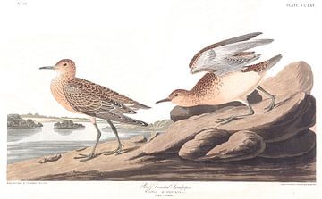 Buff Breasted Sandpiper