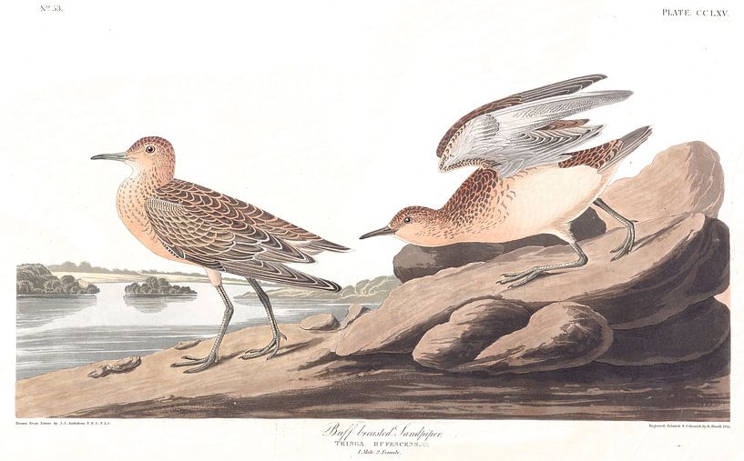 Buff Breasted Sandpiper by Birds of America