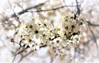 Bloesem, wit, , Blossom white,  blühen weiß van Ina Roke thumbnail