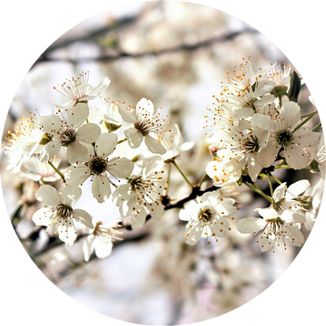 Bloesem, wit, , Blossom white,  blühen weiß van Ina Roke