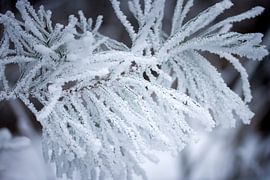winter ripe in the forest by Karijn | Fine art Natuur en Reis Fotografie