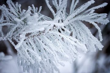 winter rijp in het bos van Karijn | Fine art Natuur en Reis Fotografie