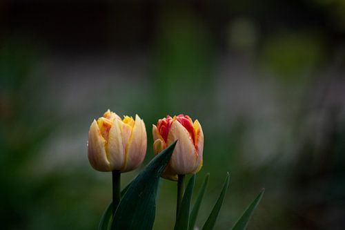 Tulpen in geel roze tint van Femke de Vries