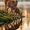 Reh Familie im goldenen Morgenlicht am See von Max Steinwald