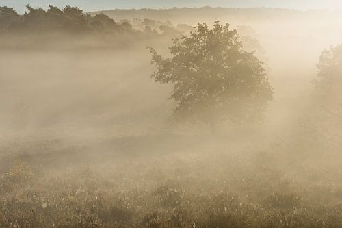 verborgen bomen in de mist