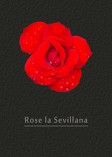 Rose &quot;La Sevillana&quot; von Leopold Brix