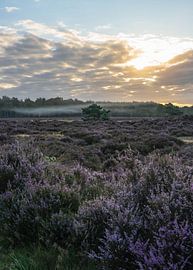 Planken Wambuis part 153 by Tania Perneel