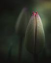 Geschlossene Tulpe von Sandra Hazes Miniaturansicht