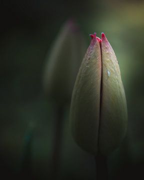 Closed tulip dark & moody van Sandra Hazes