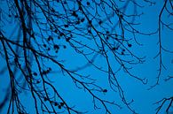 Branches with blue sky by Dianne Peeters thumbnail