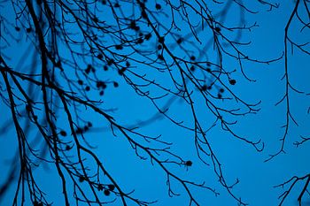 Zweige mit blauem Himmel